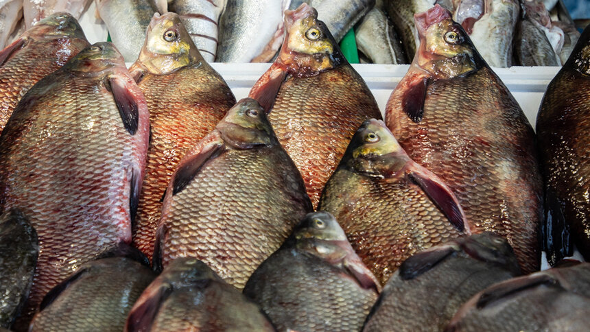 Из документов только хвост. В Калининградской области поймали браконьеров с 5 тоннами рыбы - Новости Калининграда | Фото: Александр Подгорчук / Архив «Клопс»