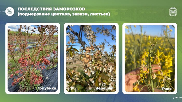 Последствия заморозков | Фото: пресс-служба Правительства Калининградской области