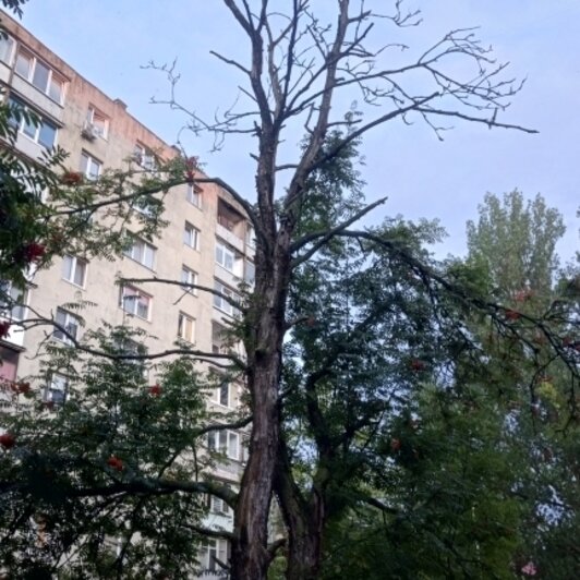 Хит-парад потенциальных деревьев-убийц в Калининграде и области, часть 7   - Новости Калининграда | Фото: очевидцы