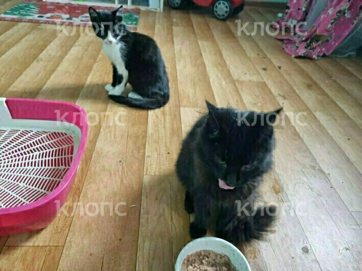Котят, которых жестоко избили в Калининградской области, забрали зооволонтёры. Требуется помощь в лечении (фото)   - Новости Калининграда | Фото: Юлия Садовская