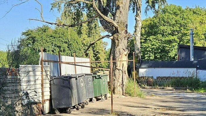 Хит-парад потенциальных деревьев-убийц в Калининграде и области, часть 7   - Новости Калининграда | Фото: очевидцы