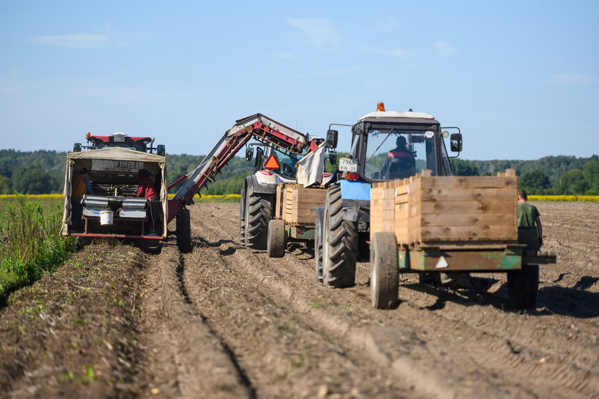 Собрано 207 тысяч тонн продовольственного зерна, результат хуже прежних лет | Александр Мелехов