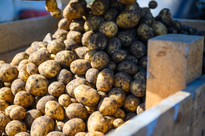 Весной 2026 года ожидают дефицит местного картофеля | Александр Мелехов