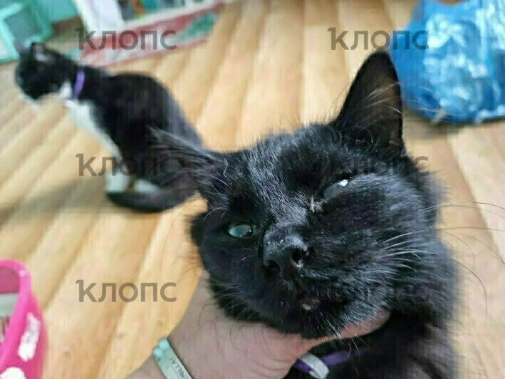 Котят, которых жестоко избили в Калининградской области, забрали зооволонтёры. Требуется помощь в лечении (фото)   - Новости Калининграда | Фото: Юлия Садовская