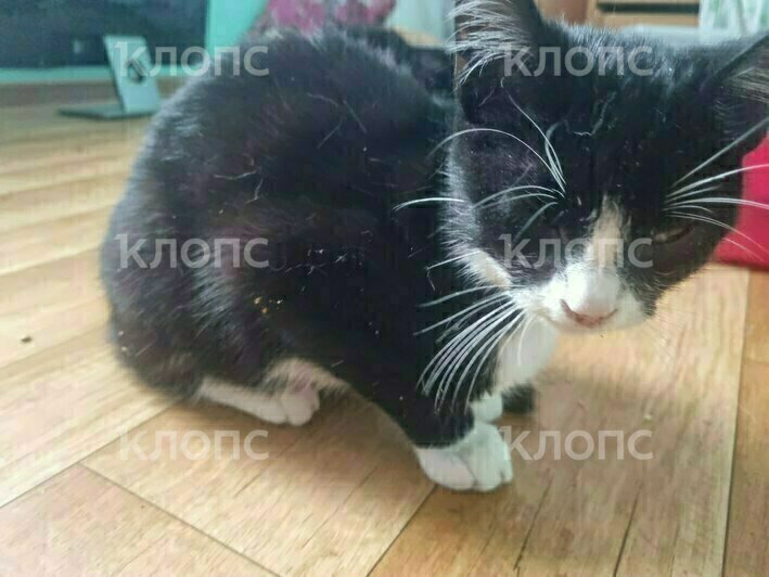 Котят, которых жестоко избили в Калининградской области, забрали зооволонтёры. Требуется помощь в лечении (фото)   - Новости Калининграда | Фото: Юлия Садовская