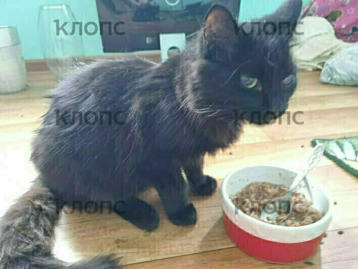 Котят, которых жестоко избили в Калининградской области, забрали зооволонтёры. Требуется помощь в лечении (фото)   - Новости Калининграда | Фото: Юлия Садовская
