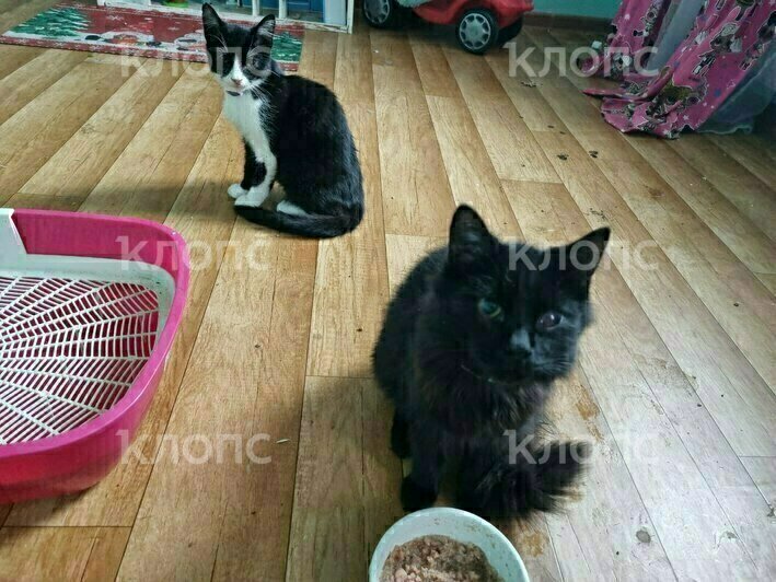 Котят, которых жестоко избили в Калининградской области, забрали зооволонтёры. Требуется помощь в лечении (фото)   - Новости Калининграда | Фото: Юлия Садовская