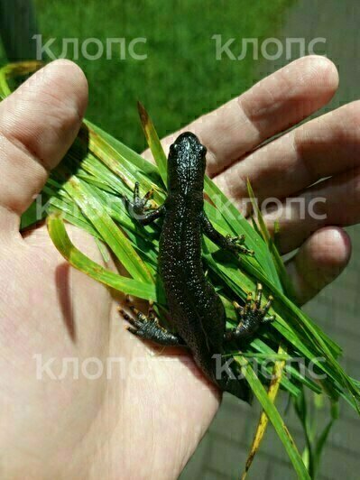 «Еле двигал лапками». Калининградцы спасли от верной гибели тритона, который в Прибалтике считается краснокнижным (фото) - Новости Калининграда | Фото: очевидцы