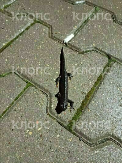 «Еле двигал лапками». Калининградцы спасли от верной гибели тритона, который в Прибалтике считается краснокнижным (фото) - Новости Калининграда | Фото: очевидцы