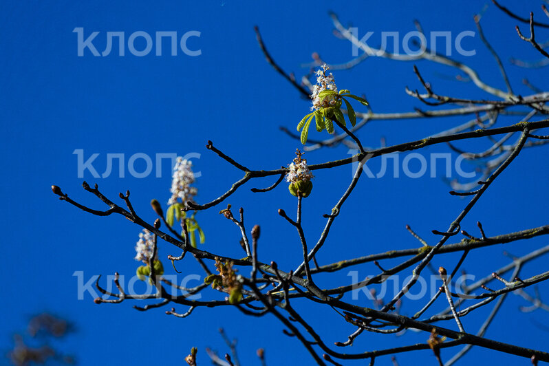 В середине октября в Калининграде зацвели деревья и кусты (фото)  - Новости Калининграда | Фото: Александр Подгорчук / «Клопс»
