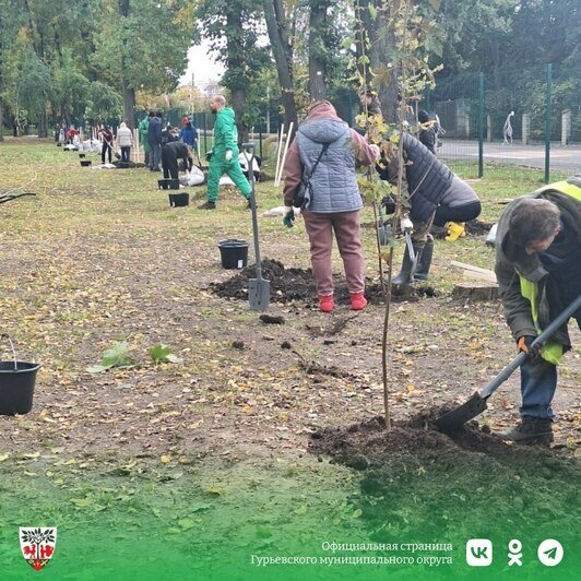 В Гурьевске в парке Сенситивного развития появилось 30 молодых клёнов - Новости Калининграда | Фото: администрация Гурьевска