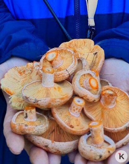 На востоке Калининградской области собирают сосновые рыжики, но их сезон заканчивается (фото) - Новости Калининграда | Фото: канал «Грибы и грибники Калининградской области»