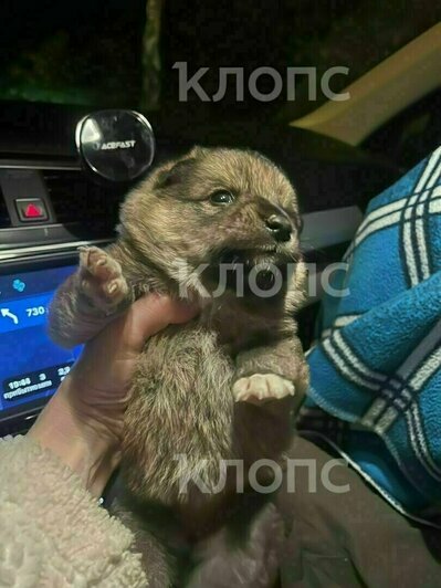 Шокирующие цены на авиабилеты и пострадавший на площади Победы. 8 событий, которые обсуждали в выходные  - Новости Калининграда | Фото: Алиса, Анна Лой