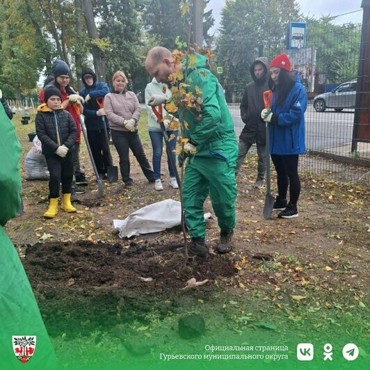 В Гурьевске в парке Сенситивного развития появилось 30 молодых клёнов - Новости Калининграда | Фото: администрация Гурьевска