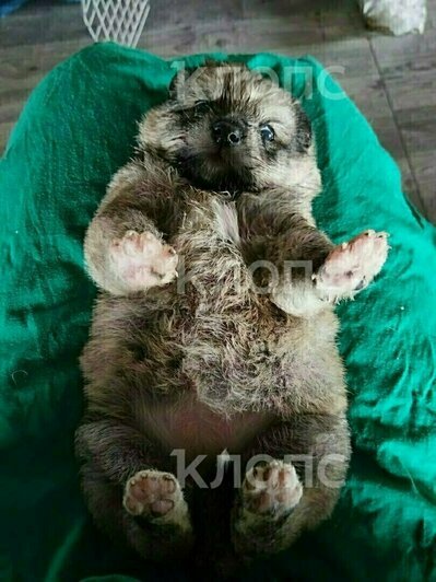 Шокирующие цены на авиабилеты и пострадавший на площади Победы. 8 событий, которые обсуждали в выходные  - Новости Калининграда | Фото: Алиса, Анна Лой