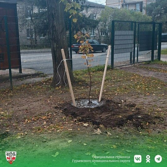 В Гурьевске в парке Сенситивного развития появилось 30 молодых клёнов - Новости Калининграда | Фото: администрация Гурьевска