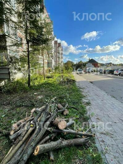 В Калининграде на Борзова вырубают деревья, рабочие говорят — под велодорожку (видео) - Новости Калининграда | Фото читателя