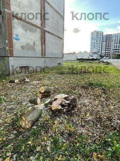 В Калининграде на Борзова вырубают деревья, рабочие говорят — под велодорожку (видео) - Новости Калининграда | Фото читателя