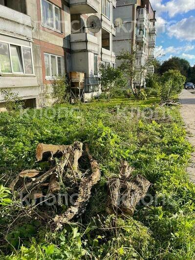В Калининграде на Борзова вырубают деревья, рабочие говорят — под велодорожку (видео) - Новости Калининграда | Фото читателя