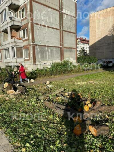 В Калининграде на Борзова вырубают деревья, рабочие говорят — под велодорожку (видео) - Новости Калининграда | Фото читателя