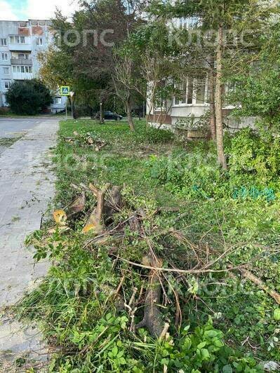 В Калининграде на Борзова вырубают деревья, рабочие говорят — под велодорожку (видео) - Новости Калининграда | Фото читателя