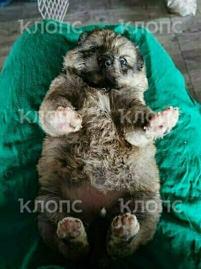 Малышка была очень голодная  | Фото: Алиса, Анна Лой 