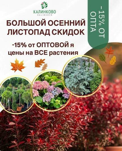 В питомнике «Калинково» начался «большой осенний листопад скидок» - Новости Калининграда
