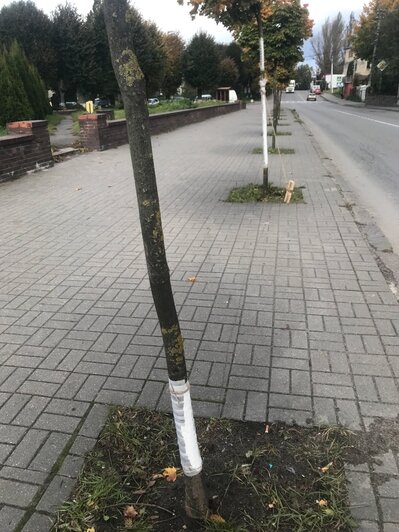 В Полесске студенты вылечили молодые клёны, которые порезали вандалы (фото) - Новости Калининграда | Фото: сообщество &quot;Полесск&quot; ВКонтакте