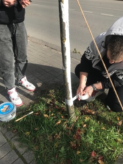 В Полесске студенты вылечили молодые клёны, которые порезали вандалы (фото) - Новости Калининграда | Фото: сообщество &quot;Полесск&quot; ВКонтакте