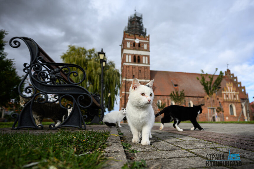 Правдинские коты. | Фото: Александр Мелехов