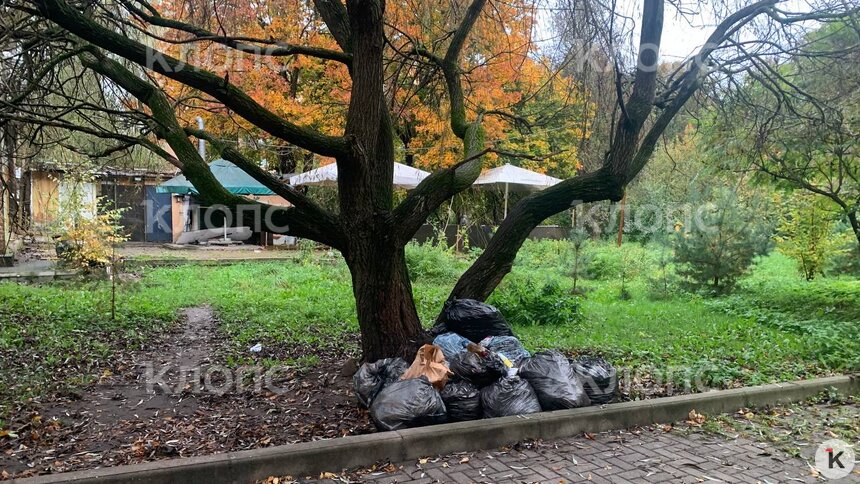 «Утепление для корней или лежанка для бомжей?». В центре Калининграда мешки с мусором с весны валяются у тротуара (фото) - Новости Калининграда | Фото: очевидец