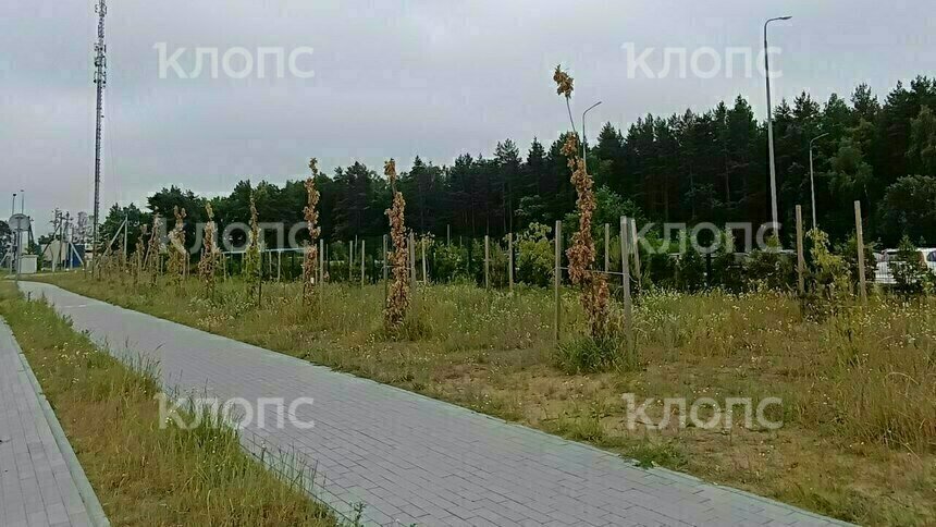 Дятлова обещала повторные посадки деревьев на Тихоокеанской в 2026 году   - Новости Калининграда | Фото: Татьяна Батыршина