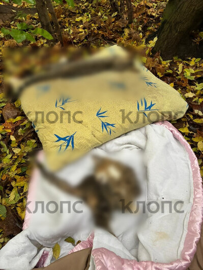 Три котика погибли в один день | Фото: Анна Лой