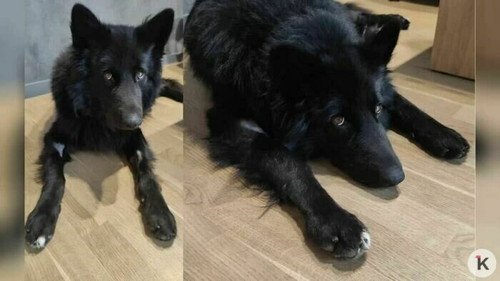 Так выглядит Сэм сейчас. | Фото: Василий