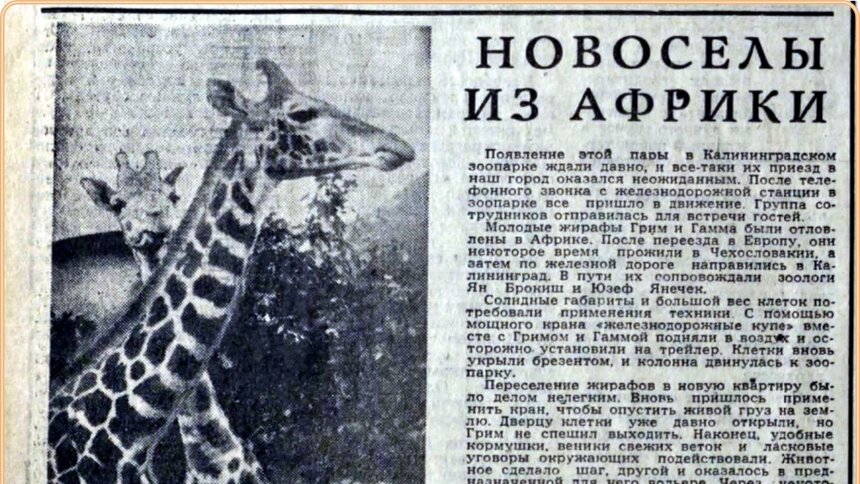В госархиве рассказали, как в Калининградский зоопарк в октябре 1970 года завезли пару жирафов - Новости Калининграда | Фото: госархив  В госархиве рассказали, как в Калининградский зоопарк в октябре 1970 года завезли пару жирафов - Новости Калининграда | Фото: госархив
