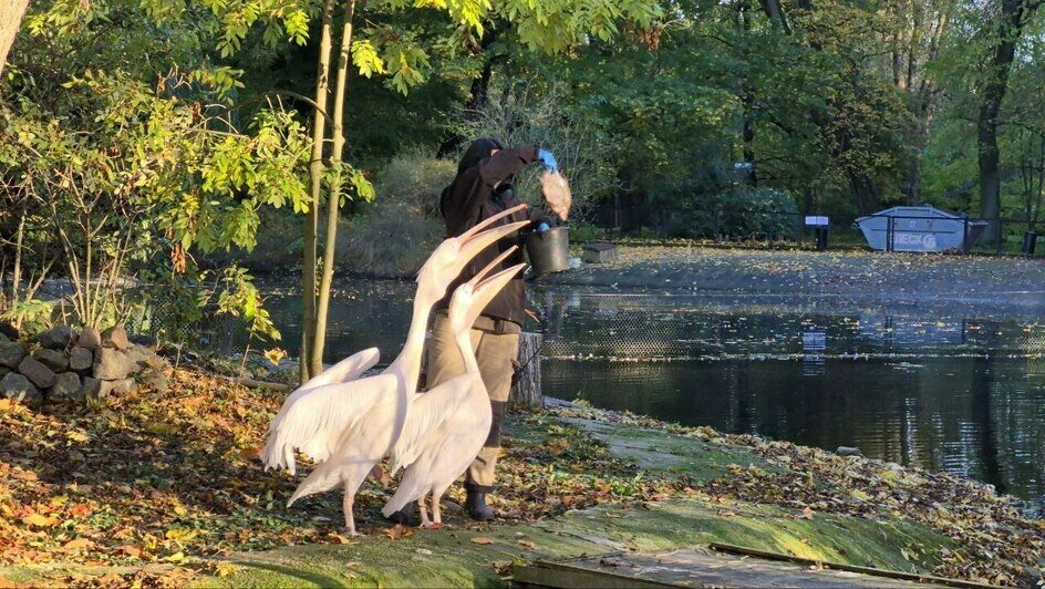 Туристы из Сочи в пятый раз побывали в Калининграде, на этот раз — с тремя детьми: что привлекает южан    - Новости Калининграда | Фото: туристов из Сочи