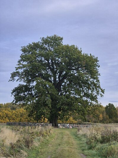 Дуб Кутузова, деревня Бабушкино | Фото: Анна 