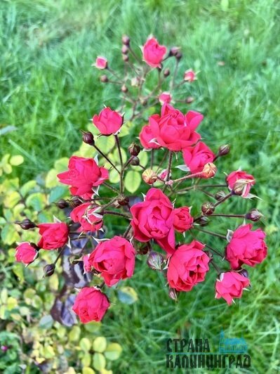 Цветущий ботанический сад им. И. Канта | Фото: Оксана Сазонова Цветущий ботанический сад им. И. Канта | Фото: Оксана Сазонова