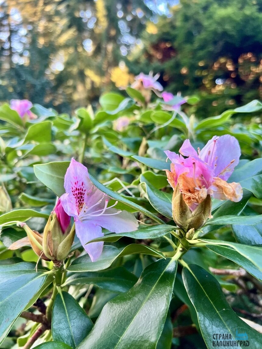 Рододендрон цвел весной и снова радует своей красотой. | Фото: Оксана Сазонова Рододендрон цвел весной и снова радует своей красотой. | Фото: Оксана Сазонова