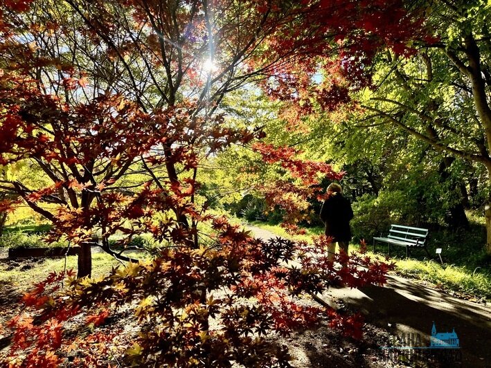 Цветущий ботанический сад им. И. Канта | Фото: Оксана Сазонова Цветущий ботанический сад им. И. Канта | Фото: Оксана Сазонова