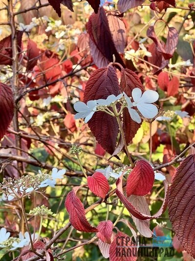Цветущий ботанический сад им. И. Канта | Фото: Оксана Сазонова Цветущий ботанический сад им. И. Канта | Фото: Оксана Сазонова