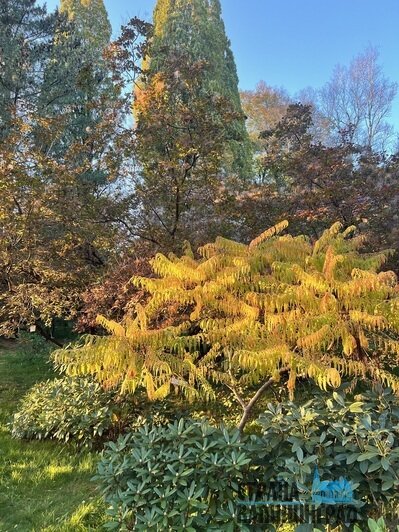 Цветущий ботанический сад им. И. Канта | Фото: Оксана Сазонова Цветущий ботанический сад им. И. Канта | Фото: Оксана Сазонова