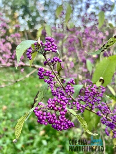 Цветущий ботанический сад им. И. Канта | Фото: Оксана Сазонова Цветущий ботанический сад им. И. Канта | Фото: Оксана Сазонова