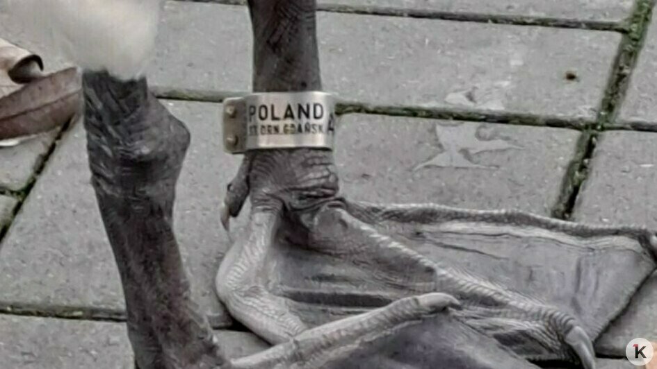 В Калининграде спасли лебедя-иностранца от местных сородичей (фото, видео) - Новости Калининграда | Фото: Константин К. В Калининграде спасли лебедя-иностранца от местных сородичей (фото, видео) - Новости Калининграда | Фото: Константин К.