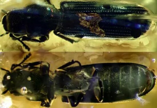 В балтийском янтаре нашли новый вид жука возрастом около 37 млн лет (фото)  - Новости Калининграда | Фото: телеграм-канал БФУ им. Канта  В балтийском янтаре нашли новый вид жука возрастом около 37 млн лет (фото)  - Новости Калининграда | Фото: телеграм-канал БФУ им. Канта