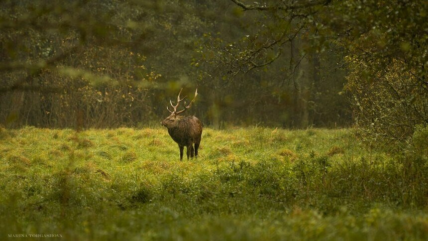 У оленей на Куршской косе начался гон - Новости Калининграда | Фото: пресс-служба национального парка «Куршская коса» У оленей на Куршской косе начался гон - Новости Калининграда | Фото: пресс-служба национального парка «Куршская коса»