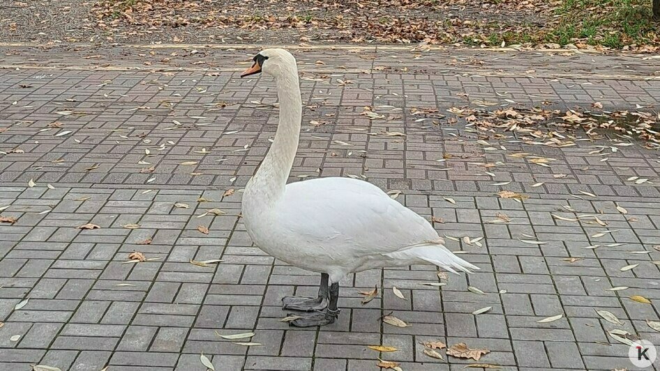 В Калининграде спасли лебедя-иностранца от местных сородичей (фото, видео) - Новости Калининграда | Фото: Константин К. В Калининграде спасли лебедя-иностранца от местных сородичей (фото, видео) - Новости Калининграда | Фото: Константин К.