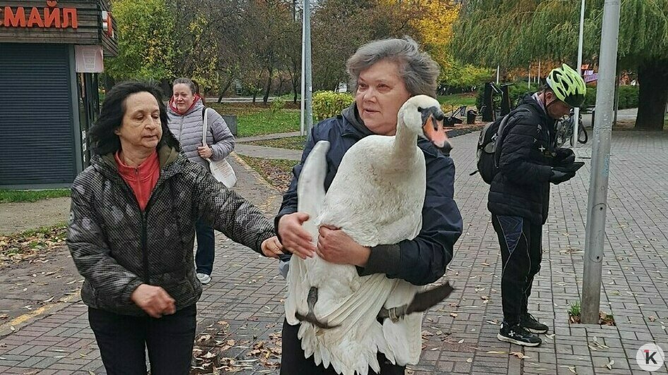В Калининграде спасли лебедя-иностранца от местных сородичей (фото, видео) - Новости Калининграда | Фото: Константин К. В Калининграде спасли лебедя-иностранца от местных сородичей (фото, видео) - Новости Калининграда | Фото: Константин К.