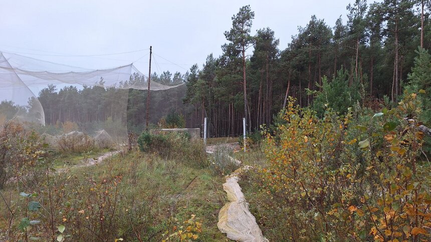 Надвигающийся шторм заставил биологов на Куршской косе закончить сезон на день раньше  - Новости Калининграда | Фото: телеграм-канал «Фрингилла»  Надвигающийся шторм заставил биологов на Куршской косе закончить сезон на день раньше  - Новости Калининграда | Фото: телеграм-канал «Фрингилла»