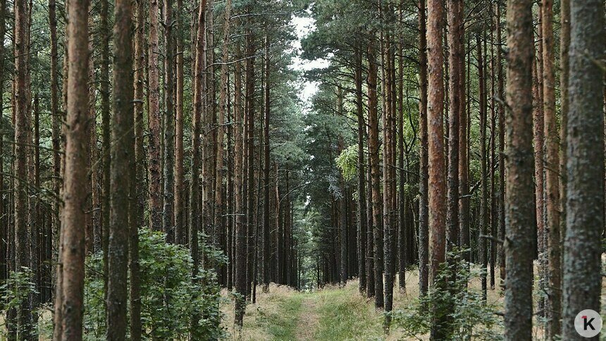 На Куршской косе дважды напали на грибников из Калининграда (видео)   - Новости Калининграда | Фото: Александр Подгорчук / Архив «Клопс» На Куршской косе дважды напали на грибников из Калининграда (видео)   - Новости Калининграда | Фото: Александр Подгорчук / Архив «Клопс»